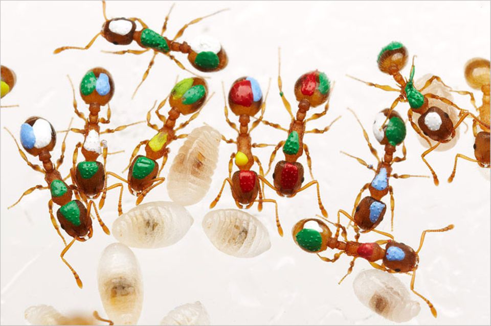 Ohne Farbtupfer sind sie kaum auseinanderzuhalten. Aber auch in ihren Fähigkeiten unterscheiden sich Ameisen viel weniger als erwartet