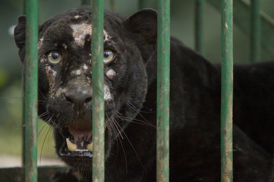 Ein verletzter Panther wartet in der Wildtierklinik in Assam auf Behandlung