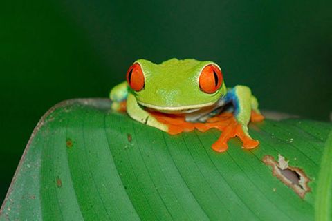 Schiebepuzzle: Rotaugenlaubfrosch