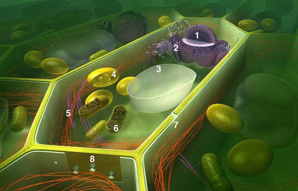 Evolution: Pflanzliche Zelle: (1) Der Zellkern enthält das empfindliche Erbgut der Zelle. In seinem Inneren werden ständig Gene an- oder abgeschaltet. So wird der biochemische Stoffwechsel reguliert; (2) Ein Geflecht aus Membranen, das Endoplasmatische Retikulum, durchzieht große Teile der Zelle. In ihm werden unter anderem Stoffe transportiert, etwa Öle oder Eiweiße; (3) In dieser mit Flüssigkeit gefüllten Blase, der Vakuole, lagern Pflanzen Abfallstoffe ein – unter anderem auch Gifte, die sie vor Fressfeinden schützen; (4) Nur pflanzliche Zellen besitzen Chloroplasten: Organe, in denen Licht, Wasser und Kohlendioxid per Photosynthese in Zucker umgewandelt werden; (5) Jede Zelle wird von einem Gerüst aus dünnen Fasern gestützt, dem Cytoskelett. An diesen Molekülsträngen gleiten auch Stoffe entlang, die innerhalb der Zelle befördert werden müssen; (6) Die Mitochondrien sind gleichsam die Kraftwerke einer Zelle: Hier werden Substanzen wie Zucker aufgespalten. (7) Als Stütze und Schutz vor der Außenwelt umhüllen sich pflanzliche Zellen mit einer Zellwand aus Zellulose, einem nur von Pflanzen produzierten Baustoff; (8) Um einen funktionsfähigen Organismus am Leben zu erhalten, müssen die Zellen der Pflanze Stoffe, Informationen und Signale untereinander austauschen. Dies geschieht über winzige Poren in der Zellwand