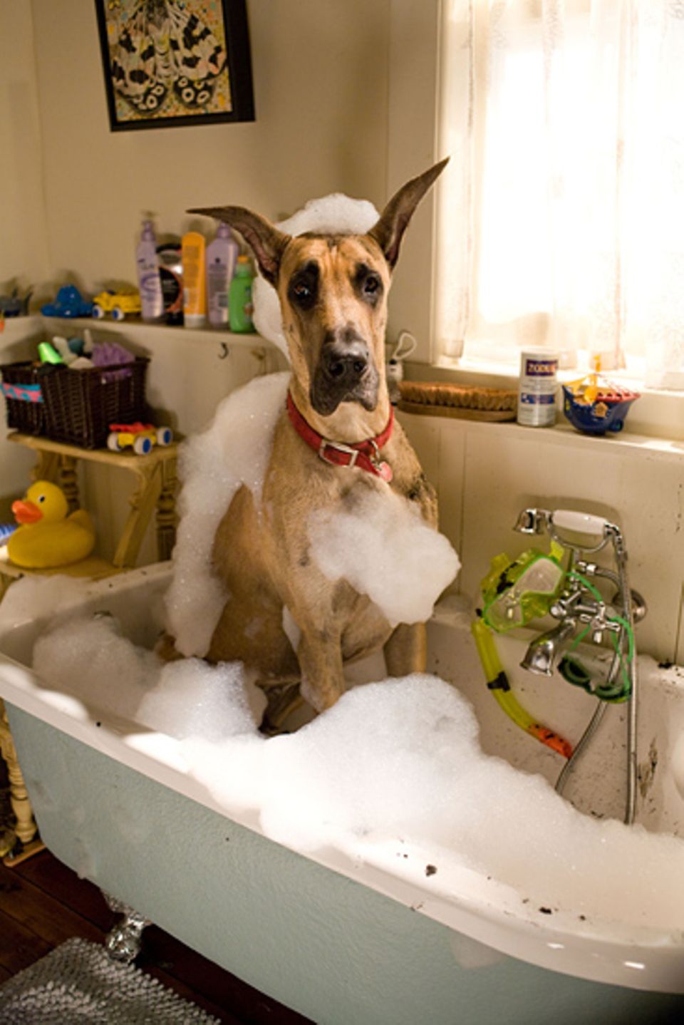 Marmaduke richtet überall Chaos an - sogar in der Badewanne Marmaduke richtet überall Chaos an - sogar in der Badewanne