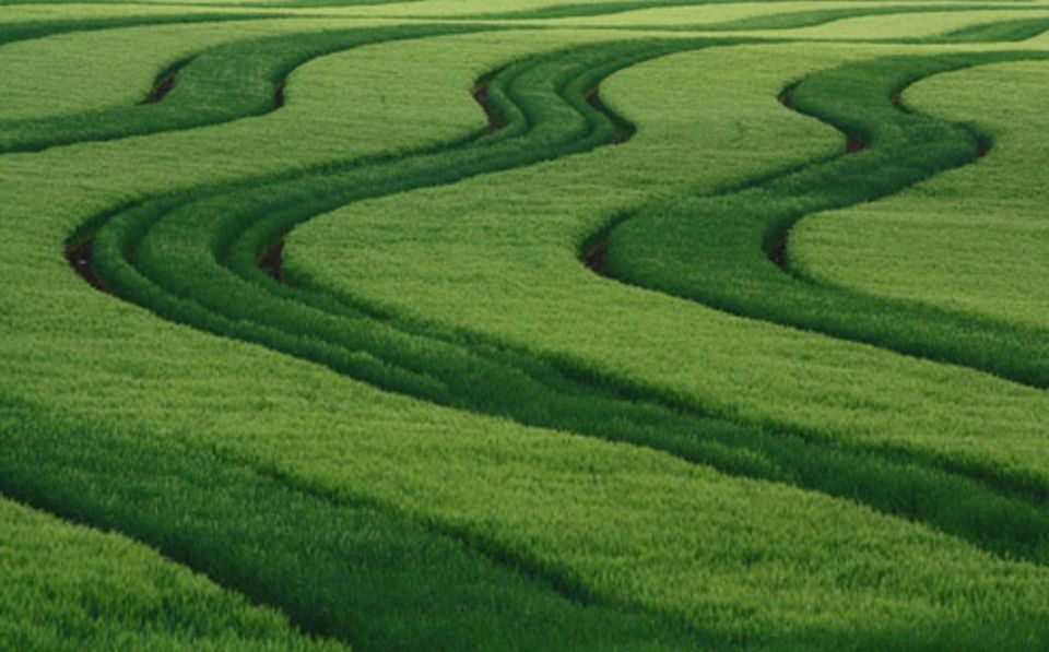 Schiebepuzzle: Nr. 231: Feld Schiebepuzzle: Nr. 231: Feld