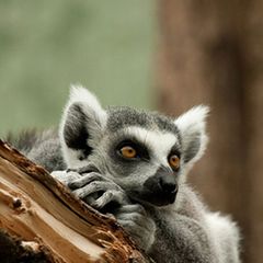 Schiebepuzzle: Katta