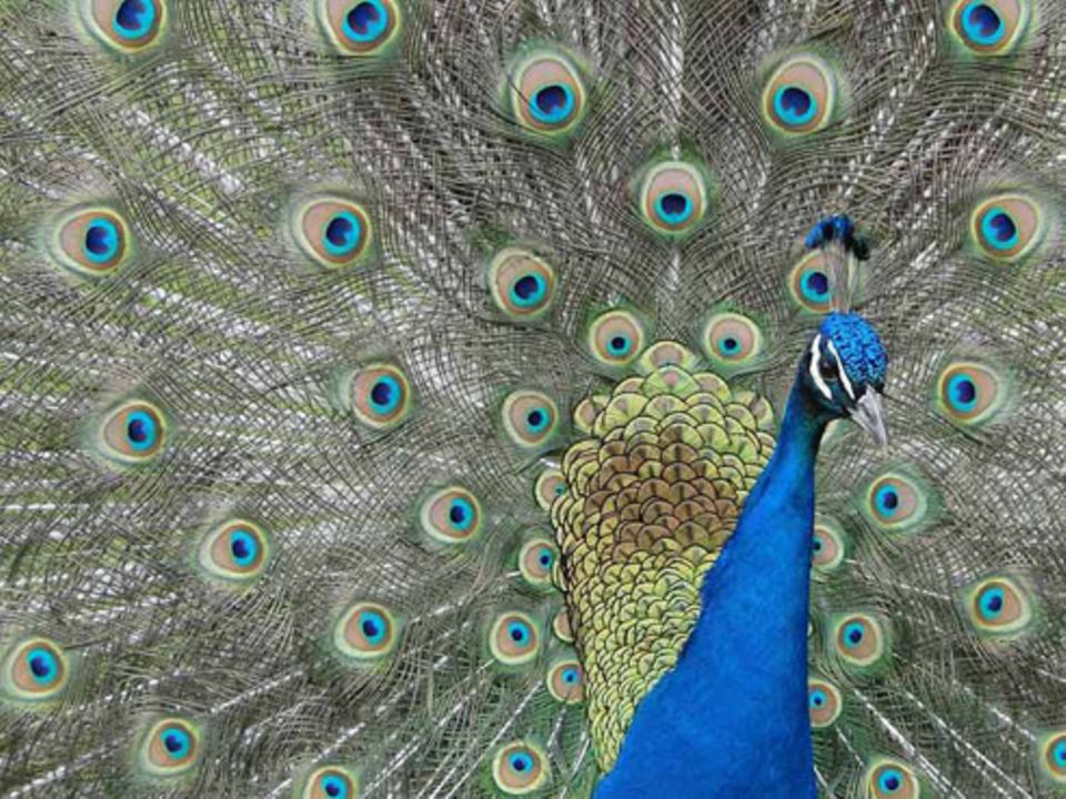 Schiebepuzzle: Nr. 236: Pfau Schiebepuzzle: Nr. 236: Pfau