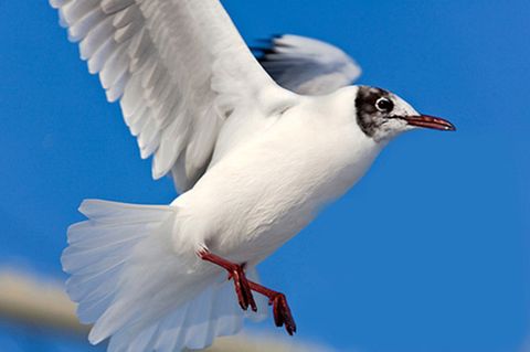 Schiebepuzzle: Möwe