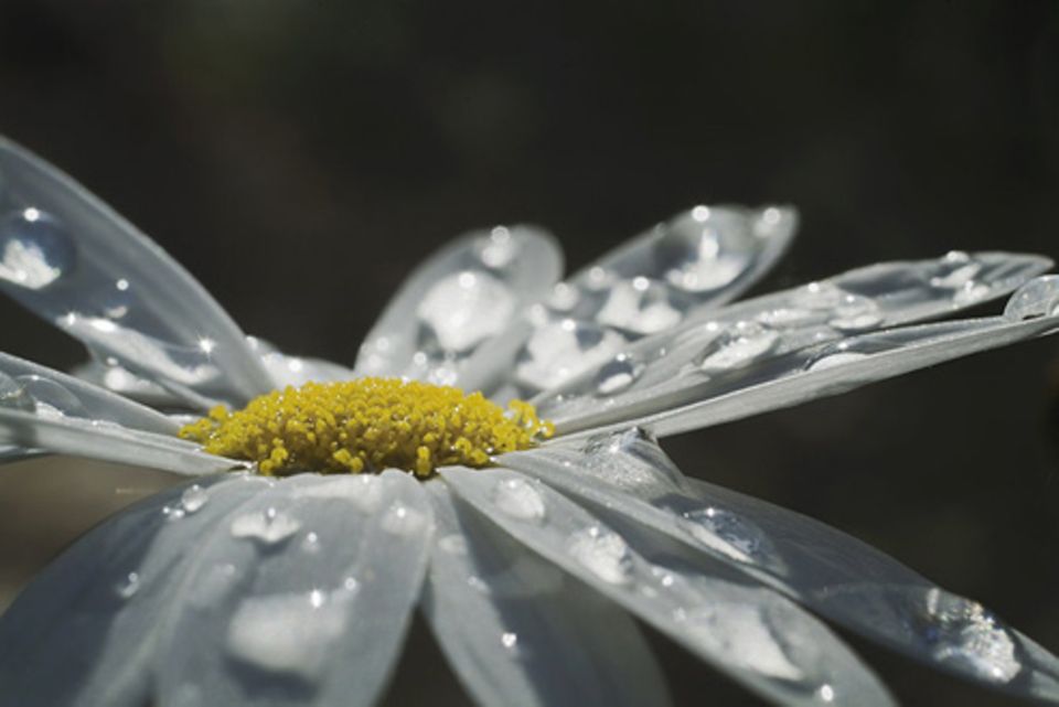 Schiebepuzzle: Nr. 240: Margueritte Schiebepuzzle: Nr. 240: Margueritte