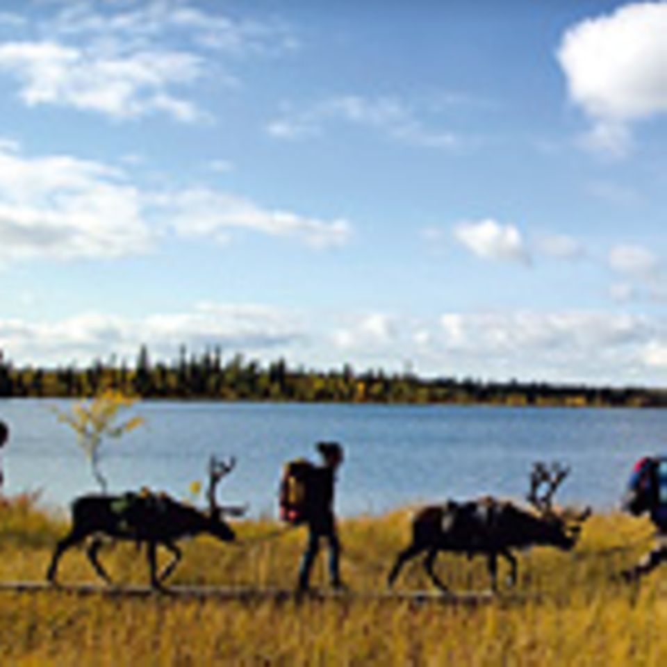 Lappland: Rein in den Trott!