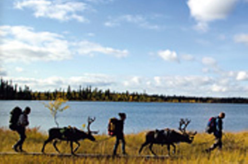 Lappland: Rein in den Trott!