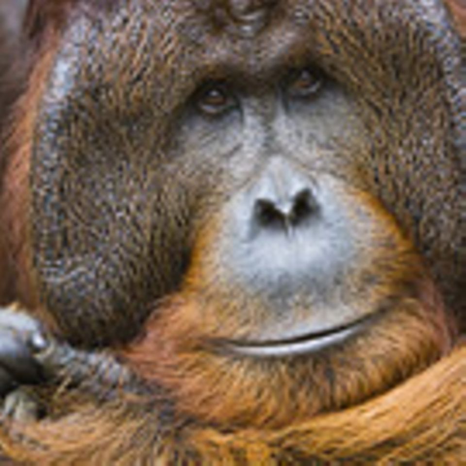 Biologie: Die perfekten Faulpelze