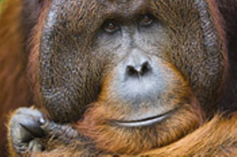 Biologie: Die perfekten Faulpelze