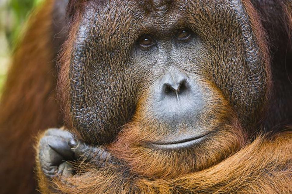 Biologie: Ein Orang-Utan beim Energiesparen Biologie: Ein Orang-Utan beim Energiesparen