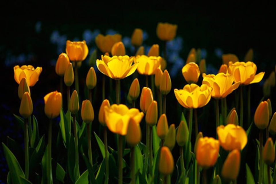 Schiebepuzzle: Nr. 252: Tulpen Schiebepuzzle: Nr. 252: Tulpen