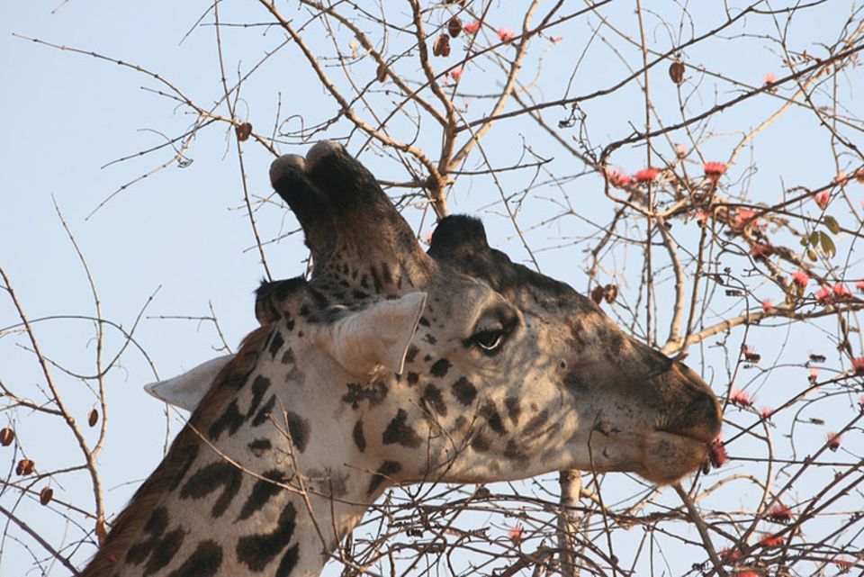 Schiebepuzzle: Nr. 253: Giraffe Schiebepuzzle: Nr. 253: Giraffe