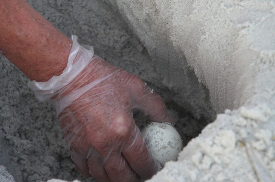 Tierschutz: Die Schale der Eier ist kaum dicker als Pergamentpapier und dellt sich, als die Experten sie einzeln aus der Grube nehmen Tierschutz: Die Schale der Eier ist kaum dicker als Pergamentpapier und dellt sich, als die Experten sie einzeln aus der Grube nehmen