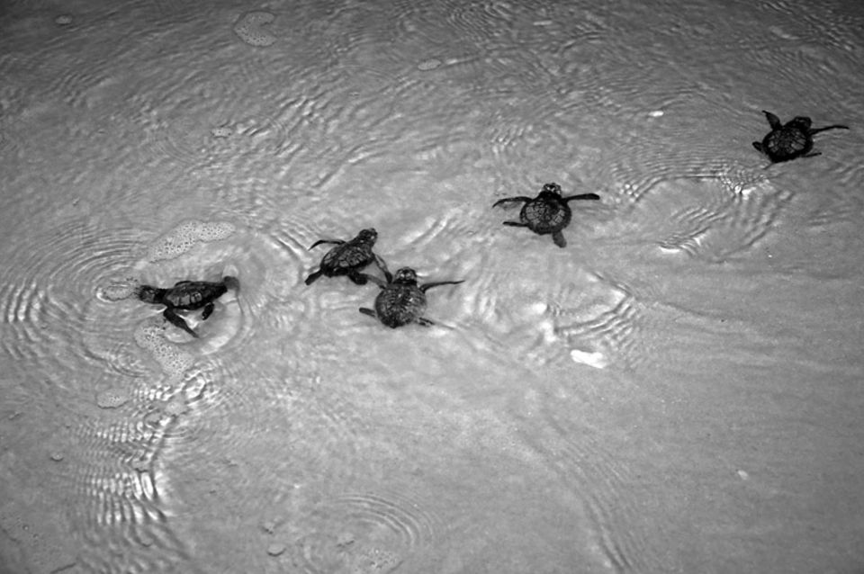 Tierschutz: Hoffnung für die Schildkröten Tierschutz: Hoffnung für die Schildkröten