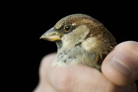 Redewendung: Ein Spatz In Der Hand Ist Besser Als Eine Taube Auf Dem ...