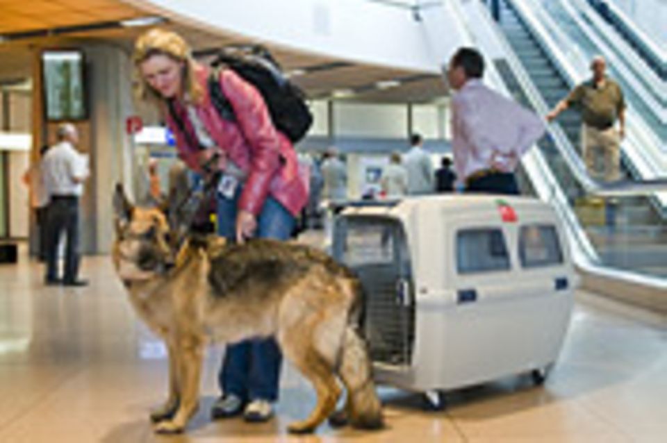 Fliegen: Mit Hund im Flieger: Frachtgut mit vier Beinen