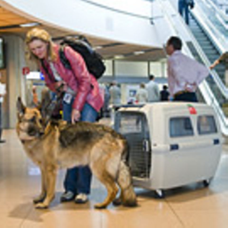 Fliegen: Mit Hund im Flieger: Frachtgut mit vier Beinen