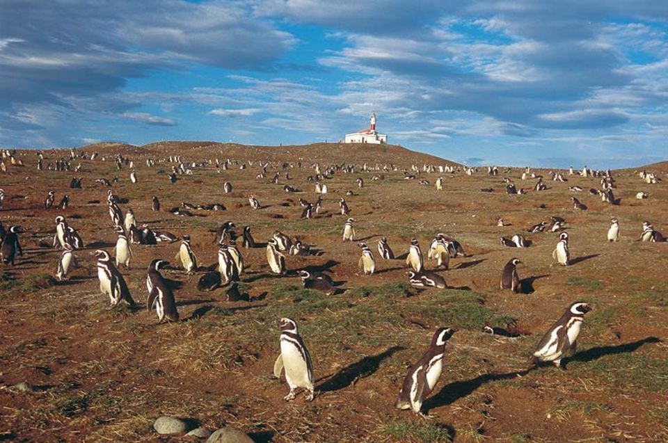Argentinien: Eine Kolonie von Magellanpinguinen brütet im Reservat auf der Isla Magdalena. An Land haben die flugunfähigen Vögel kaum natürliche Feinde. Nur Raubmöwen machen Jagd auf Eier und Küken. Die Jungen werden deshalb pausenlos von einem Elternteil bewacht, während das andere nach Nahrung sucht Argentinien: Eine Kolonie von Magellanpinguinen brütet im Reservat auf der Isla Magdalena. An Land haben die flugunfähigen Vögel kaum natürliche Feinde. Nur Raubmöwen machen Jagd auf Eier und Küken. Die Jungen werden deshalb pausenlos von einem Elternteil bewacht, während das andere nach Nahrung sucht