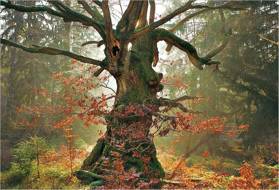 »Baumgeist im Zauberwald«: Mit dieser Aufnahme eines etwa 300 Jahre alten urwüchsigen Baumes aus dem Naturpark Kellerwald-Edersee in Nordhessen hat Thomas Ulrich aus Bielefeld den GEO.de-Wettbewerb im Oktober gewonnen