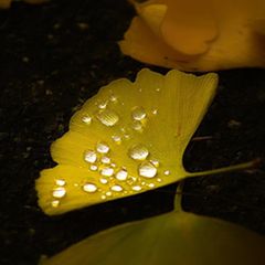 Schiebepuzzle: Ginkgoblatt