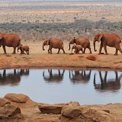 Schiebepuzzle: Elefanten