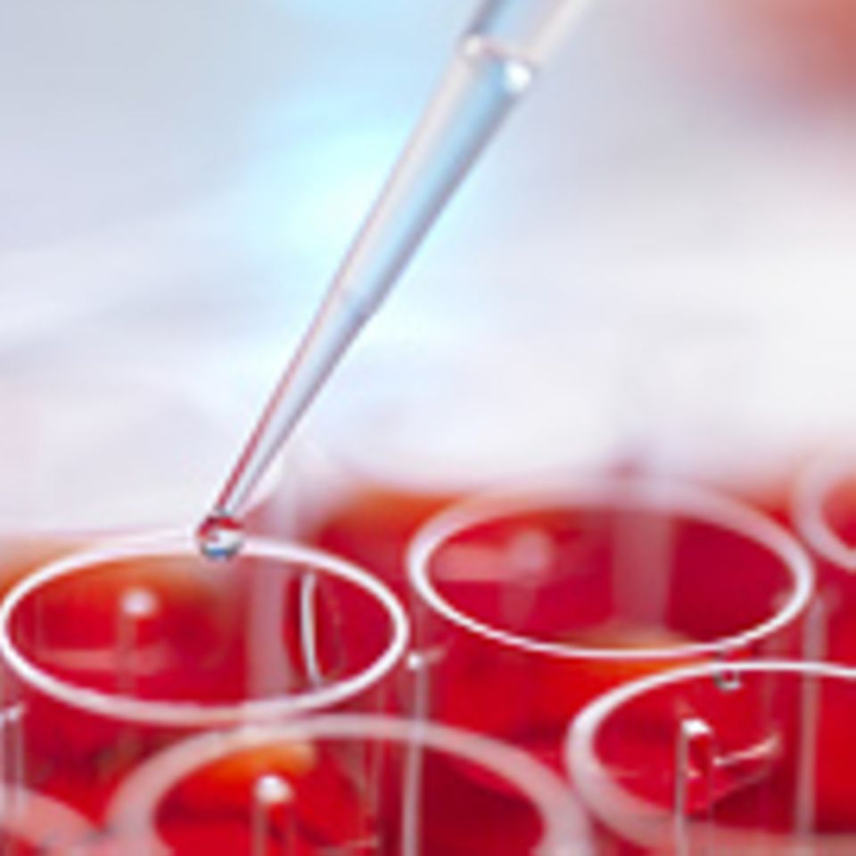 Experimente ohne Tierleid: Sensible Zellkulturen