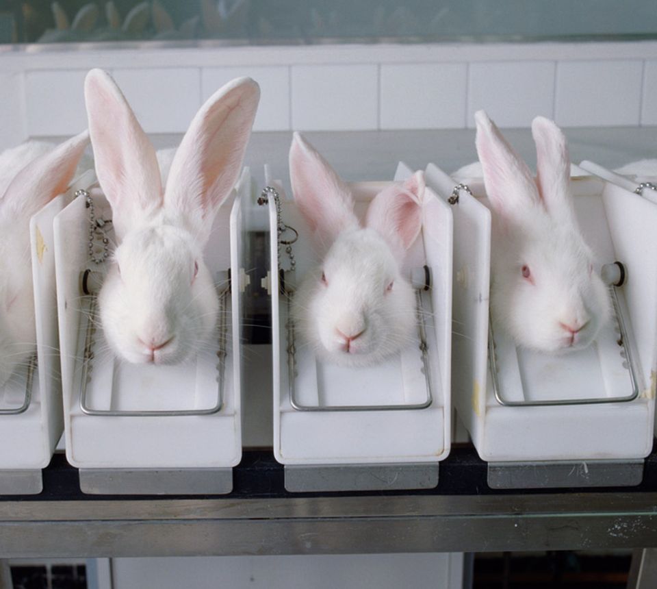 Damit die Kaninchen sich beim Draize-Test nicht die Augen reiben können, werden sie in Boxen fixiert
