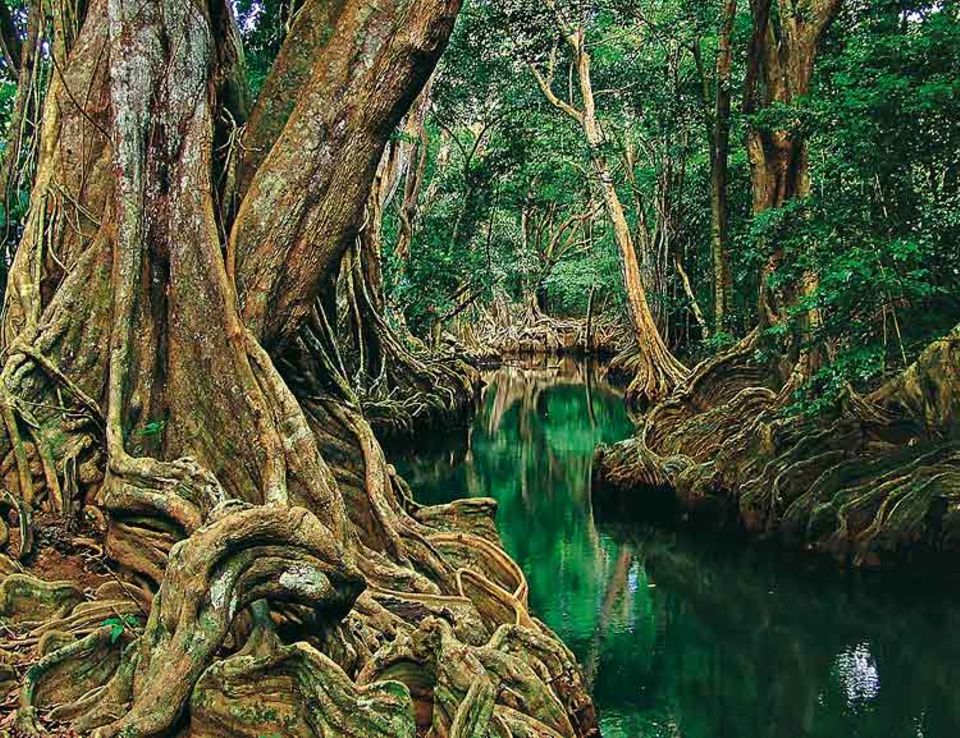 Bei einer Bootsfahrt auf dem Indian River entstand diese Aufnahme vom tropischen Regenwald auf der Karibikinsel Dominica. GEO-Leser Robert Rüf aus Korneuburg in Österreich gewann damit den GEO.de-Wettbewerb im November