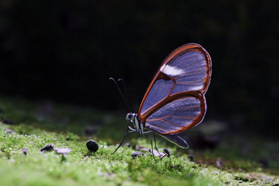 Schiebepuzzle: Nr. 267: Schmetterling Schiebepuzzle: Nr. 267: Schmetterling