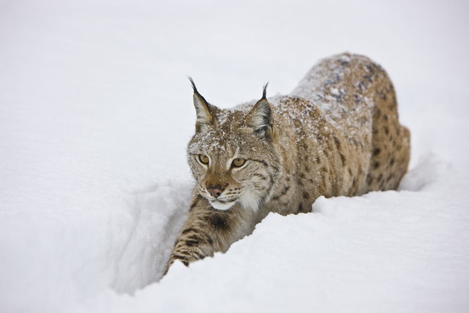 Tiertext: Ein Luchs auf großer Reise