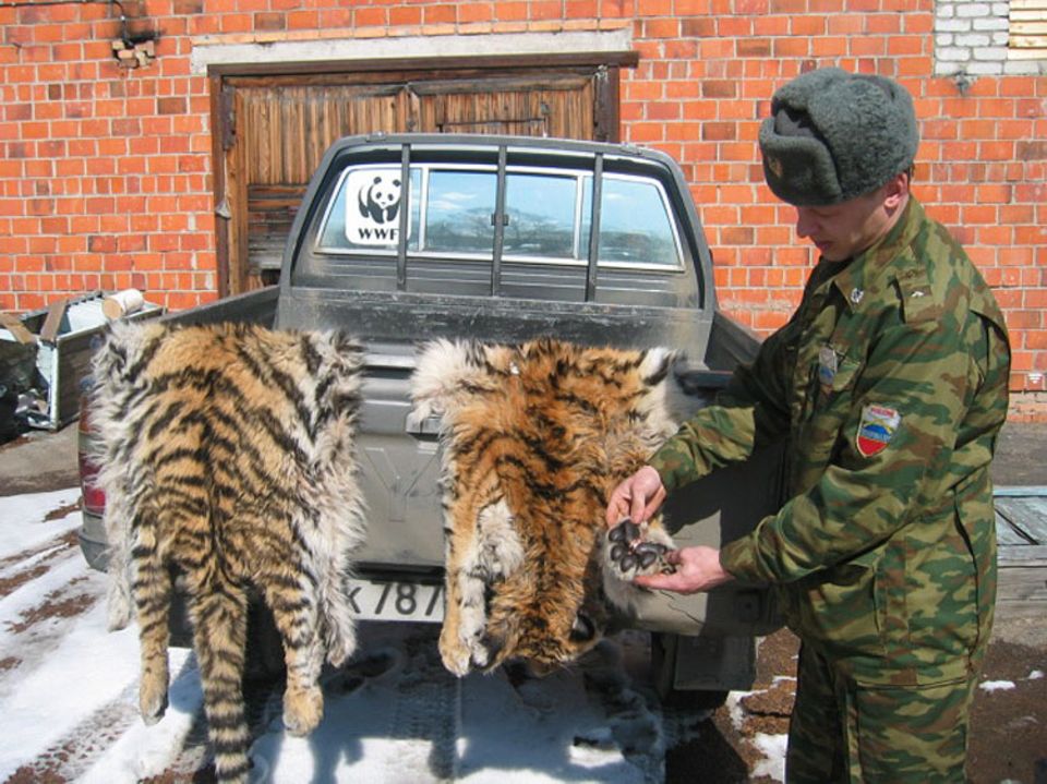 Artenschutz: Diese Tigerfelle wurden bei Wilderern gefunden.