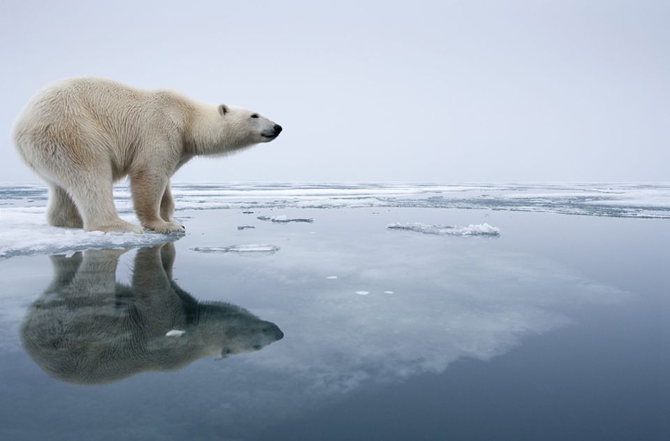 Interview: Ikone des Klimawandels: Eisbär auf Eisscholle Interview: Ikone des Klimawandels: Eisbär auf Eisscholle