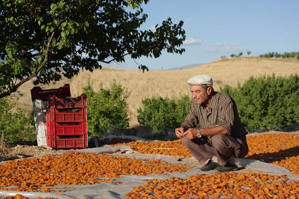 Izmet Aydins Früchte werden durch Schwefeldämpfe künstlich getrocknet. Dadurch werden die Früchte länger haltbar als bei der Bio-Methode Izmet Aydins Früchte werden durch Schwefeldämpfe künstlich getrocknet. Dadurch werden die Früchte länger haltbar als bei der Bio-Methode