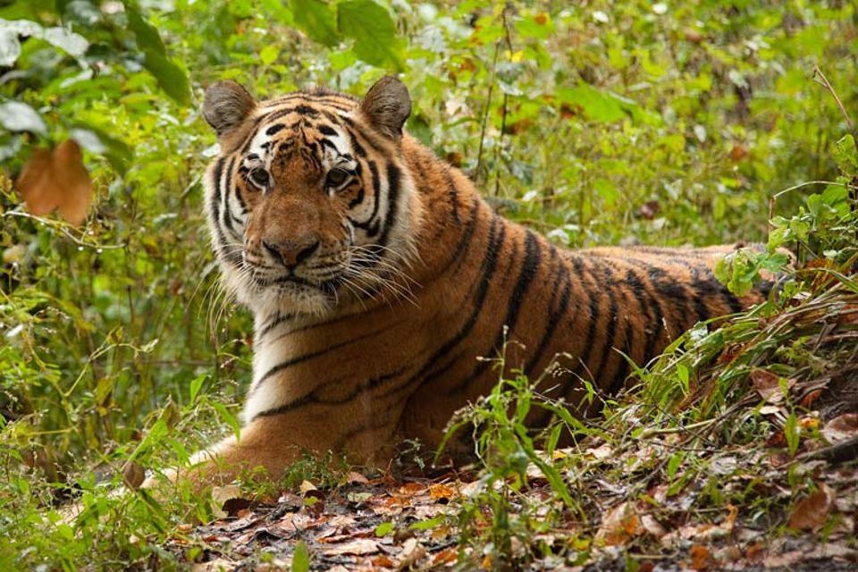 Artenschutz: Schutzgebiete für Amur-Tiger: "Historischer Moment für den Artenschutz" Artenschutz: Schutzgebiete für Amur-Tiger: "Historischer Moment für den Artenschutz"