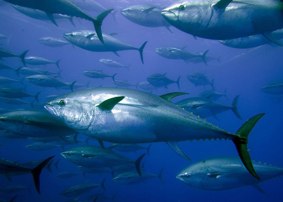 Artenschutz: Thunfische werden auf speziellen Farmen im Mittelmeer gemästet - und schließlich auf japanischen Sushi-Märkten verkauft
