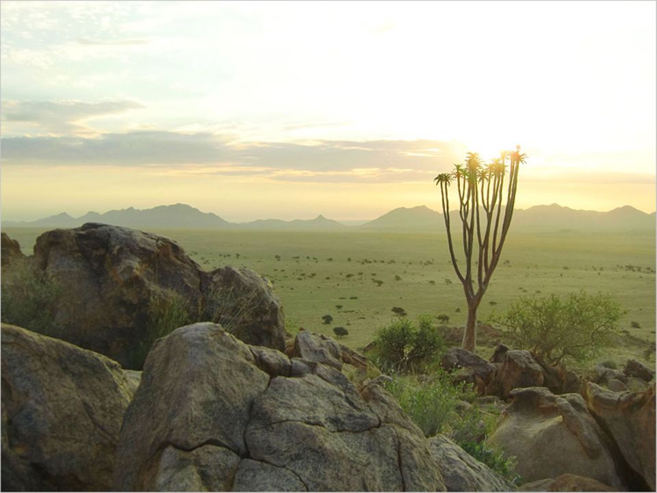 Wipfelbeleuchtung: Diesen einsamen Köcherbaum fotografierte Annabella Wolf aus Fürstenfeldbruck im März 2010 am grün bewachsenen Flusslauf des Khan in Namibia. Sie ist damit die Gewinnerin des GEO.de-Wettbewerbs im Dezember Wipfelbeleuchtung: Diesen einsamen Köcherbaum fotografierte Annabella Wolf aus Fürstenfeldbruck im März 2010 am grün bewachsenen Flusslauf des Khan in Namibia. Sie ist damit die Gewinnerin des GEO.de-Wettbewerbs im Dezember