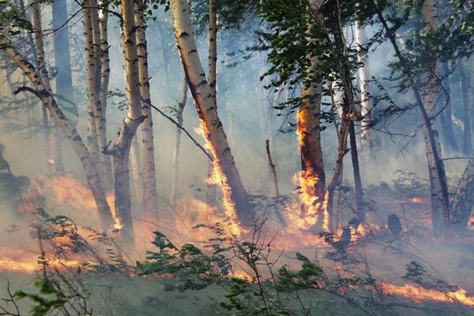 Die Taiga brennt. Fünf bis sechs größere Brände pro Monat können von der Truppe gelöscht werden, die kleineren Brände müssen sie mangels Kapazitäten brennen lassen