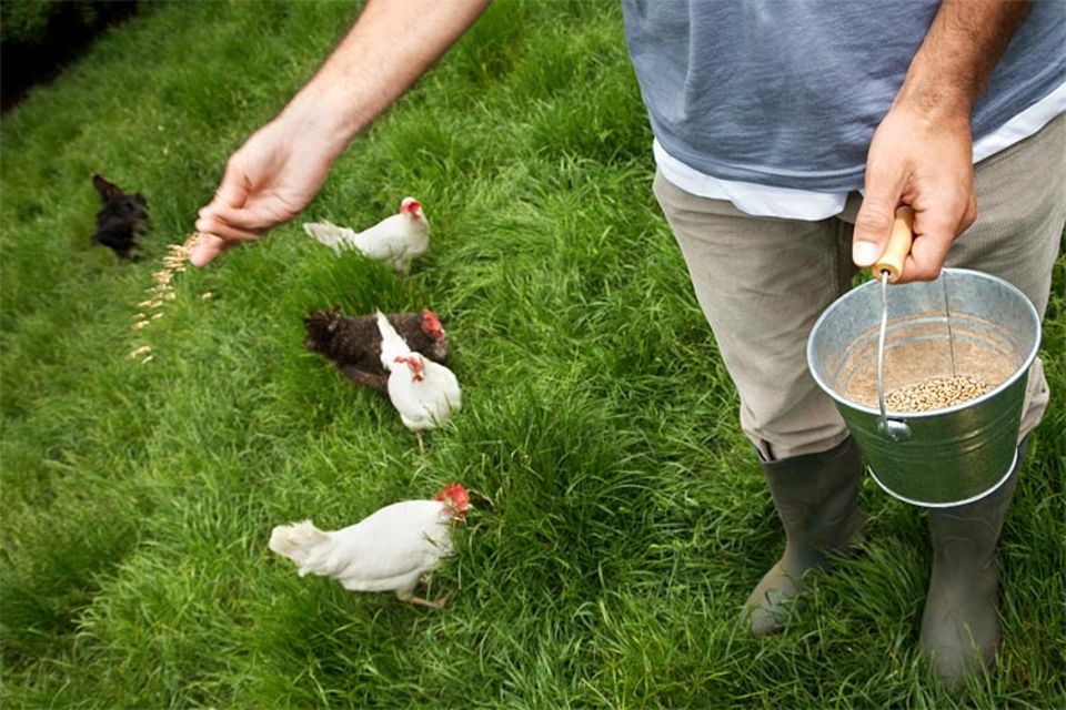 Redewendung: Auch ein blindes Huhn findet mal ein Korn