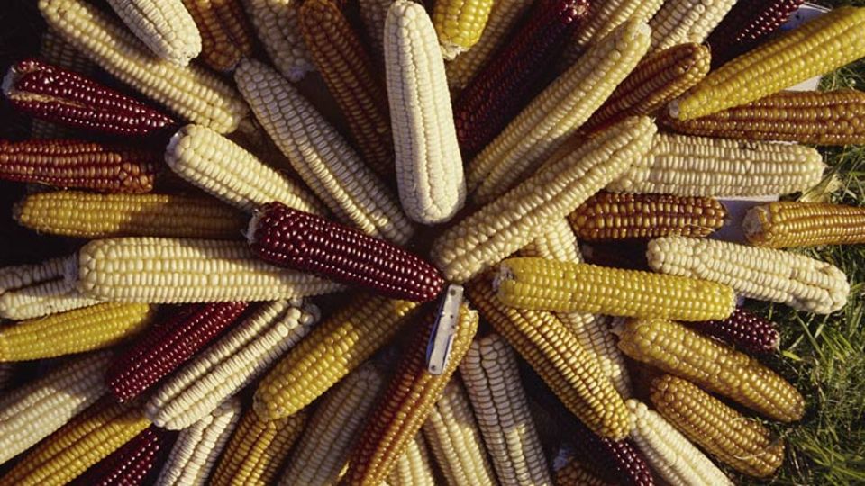 Der größte Teil der deutschen Mais-Ernte wird zu Tierfutter verarbeitet. Immer mehr Mais landet auch in Biogas-Anlagen