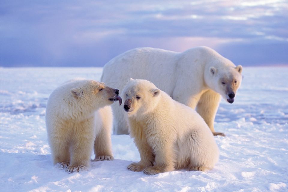 Tierkinder: Kleine Eisbären