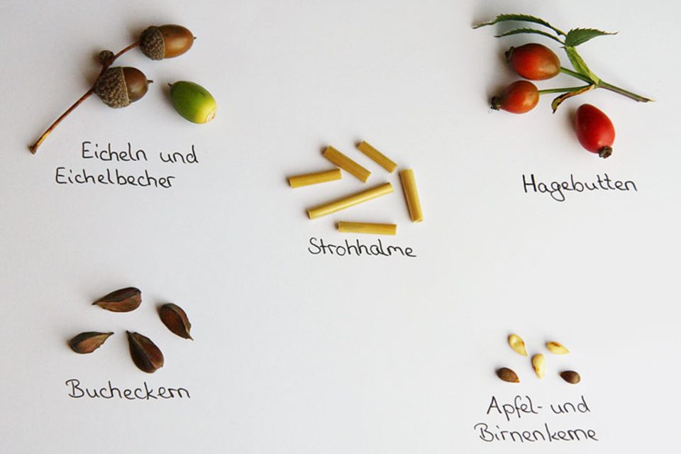 Natur: Diese und andere Waldschätze könnt ihr zum Basteln eurer Ketten verwenden. Klickt auf das Bild für eine größere Ansicht!
