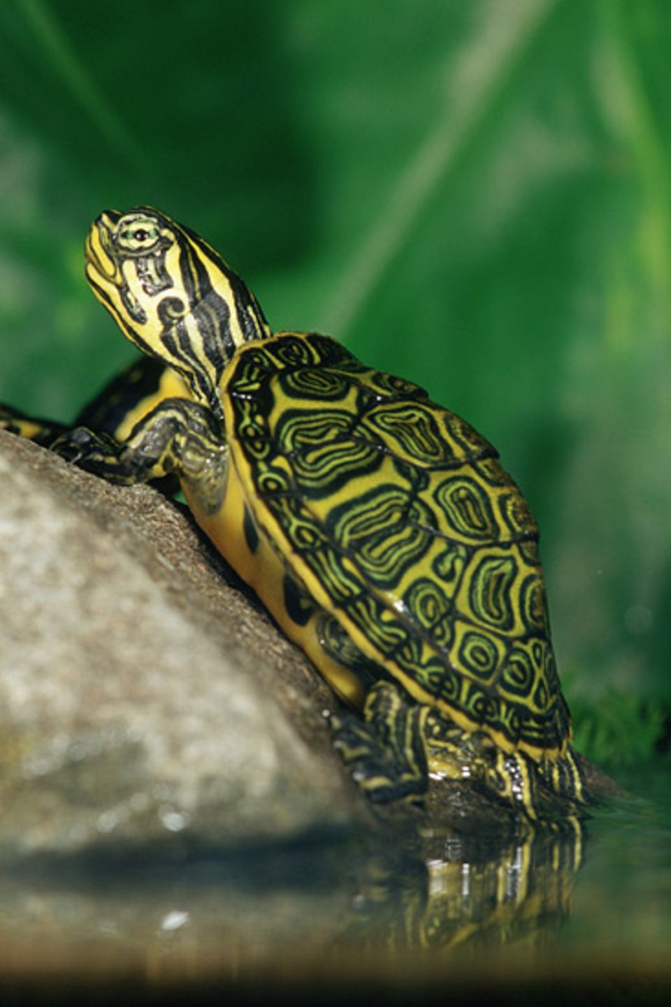 Tierkinder: Ein Sumpfschildkrötenjunges wärmt sich in der Sonne