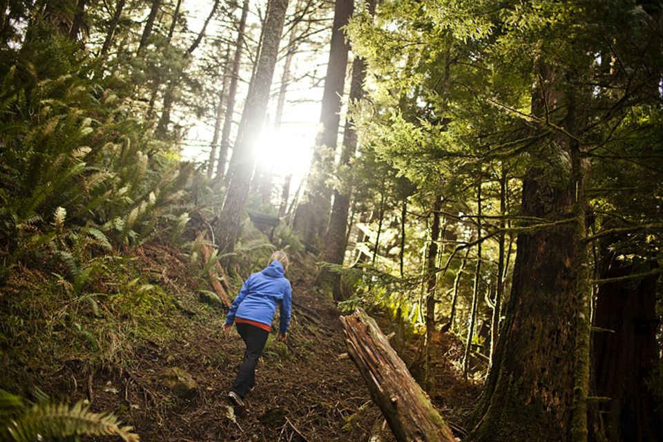 Waldzustand: Die Sonne, die frische Luft, der Wald lädt zu langen Spaziergängen ein Waldzustand: Die Sonne, die frische Luft, der Wald lädt zu langen Spaziergängen ein