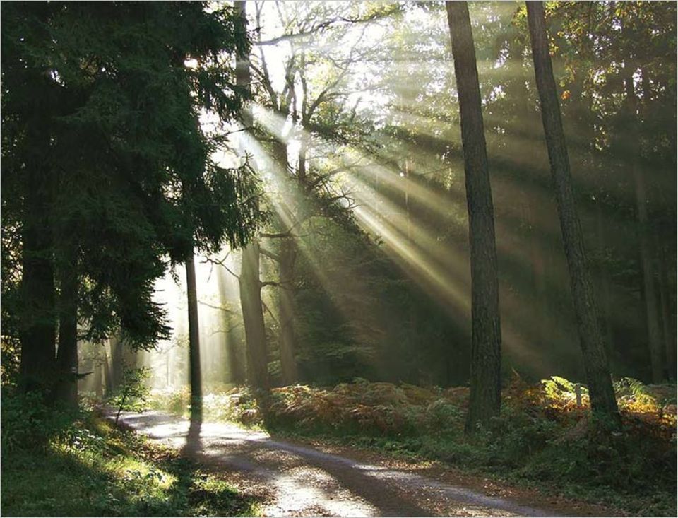 „Nebelbrechende Sonnenkraft“ nennt GEO-Leser Holger Felix aus Wismar dieses Foto, das er bei einer Wanderung in der Sächsischen Schweiz aufgenommen hat. Das Bild wurde als Gewinnerfoto des GEO.de-Wettbewerbs im März ausgewählt