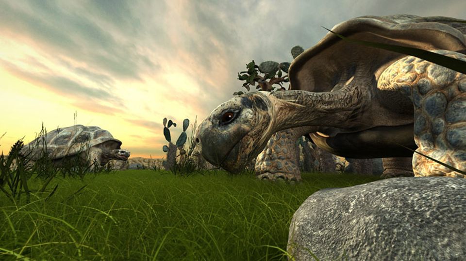 Natur: Eine Riesenschildkröte auf den Galápagos-Inseln Natur: Eine Riesenschildkröte auf den Galápagos-Inseln