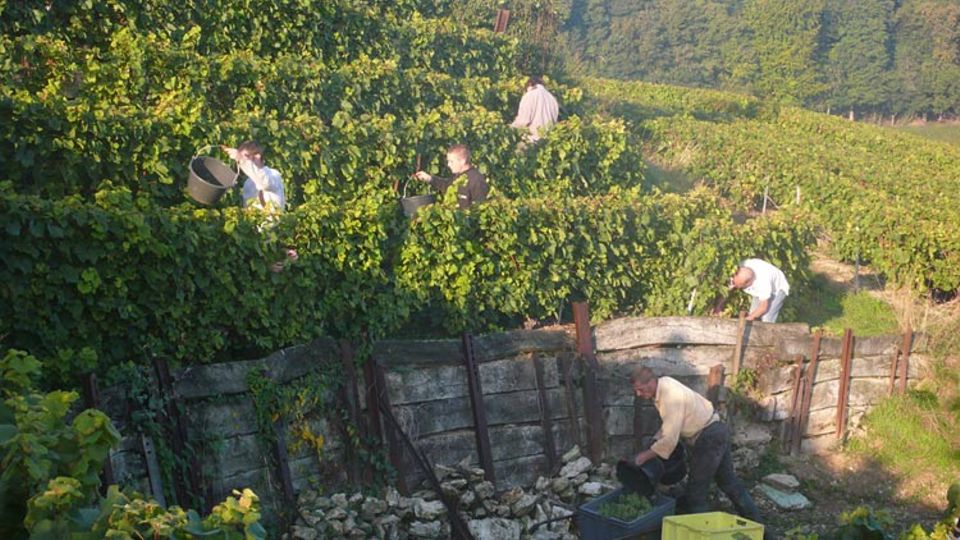 Die meisten der Weinleser sind seit Jahren dabei – die Weinernte in der Champagne ist ein harter, aber begehrter Job