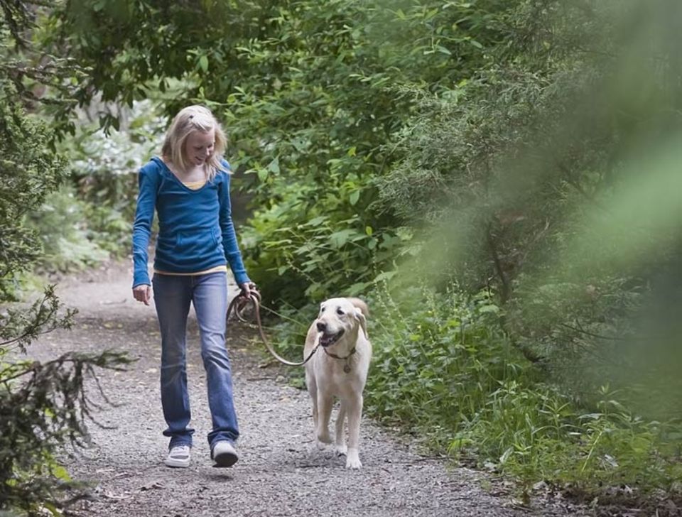 Mensch: Hunde aus dem Tierheim genießen einen Waldspaziergang Mensch: Hunde aus dem Tierheim genießen einen Waldspaziergang