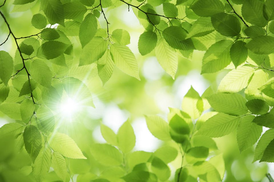Ein Lichtblick: Ökologische Erfolge motivieren Menschen besser für den Umweltschutz Ein Lichtblick: Ökologische Erfolge motivieren Menschen besser für den Umweltschutz