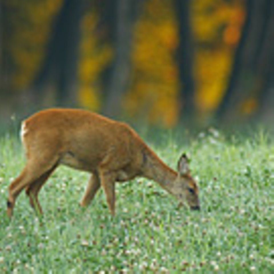 "Große Wildbestände schaden dem Wald"
